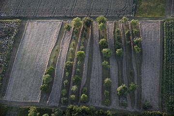 Streuobstwiese.jpg